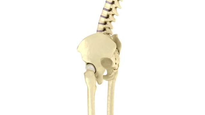 人体骨骼: 骨盆和骶骨。医学上精确的3D动画