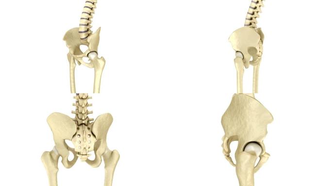 人体骨骼: 骨盆和骶骨。医学上精确的3D动画