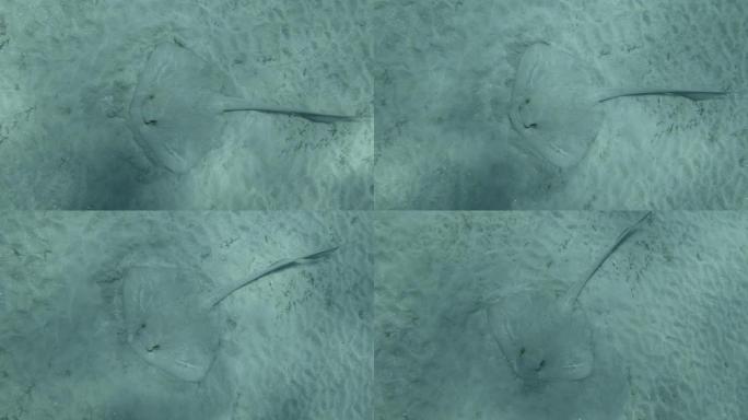 黄貂鱼在蓝色水底的沙底狩猎。С owtail Weralli黄貂鱼 (Pastinachus sep
