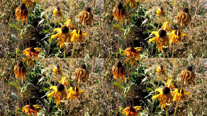 Rudbeckia hirta枯萎的黄色野花，在草丛中的风中摇曳。