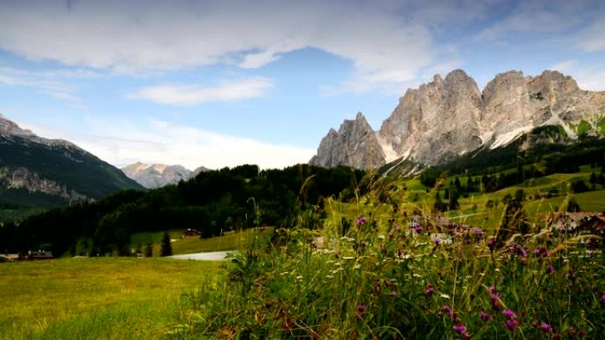 Cortina d'Ampezzo的彩色花朵，背景是Cristallino白云岩组。六色白云石，贝卢