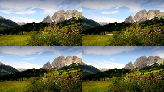 Cortina d'Ampezzo的彩色花朵，背景是Cristallino白云岩组。六色白云石，贝卢