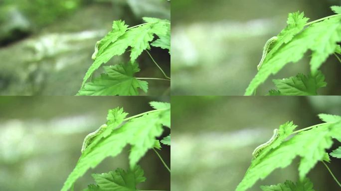 4K拍摄毛毛虫蠕动