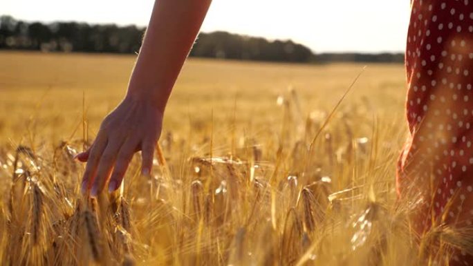 雌性手在草地上生长的成熟小麦上移动，背景是阳光。年轻的女人走过大麦田，抚摸着庄稼的金色耳朵。后视慢动