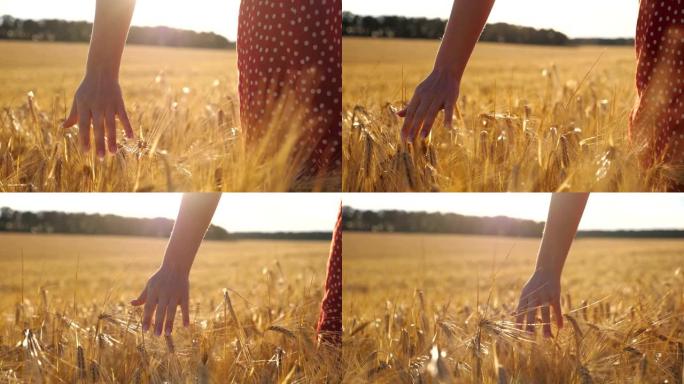 雌性手在草地上生长的成熟小麦上移动，背景是阳光。年轻的女人走过大麦田，抚摸着庄稼的金色耳朵。后视慢动