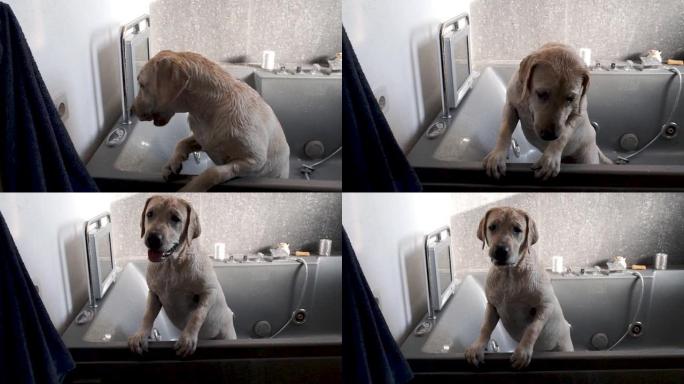 拉布拉多小狗在淋浴时洗澡。