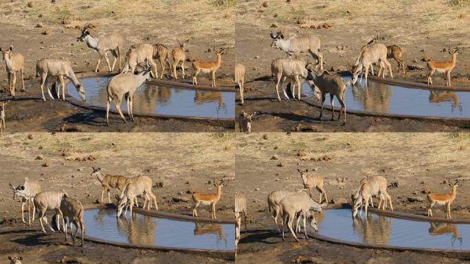 南非克鲁格国家公园水坑中的Kudu羚羊饮用水