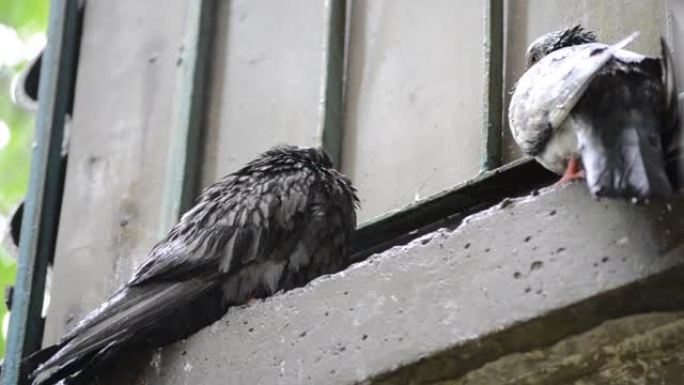 雨时湿鸽子坐在窗台上