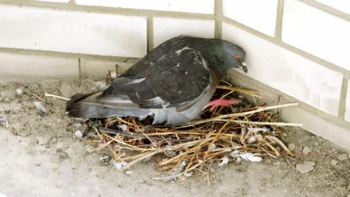 一只鸽子坐在两个鸡蛋的巢上的特写镜头。4K