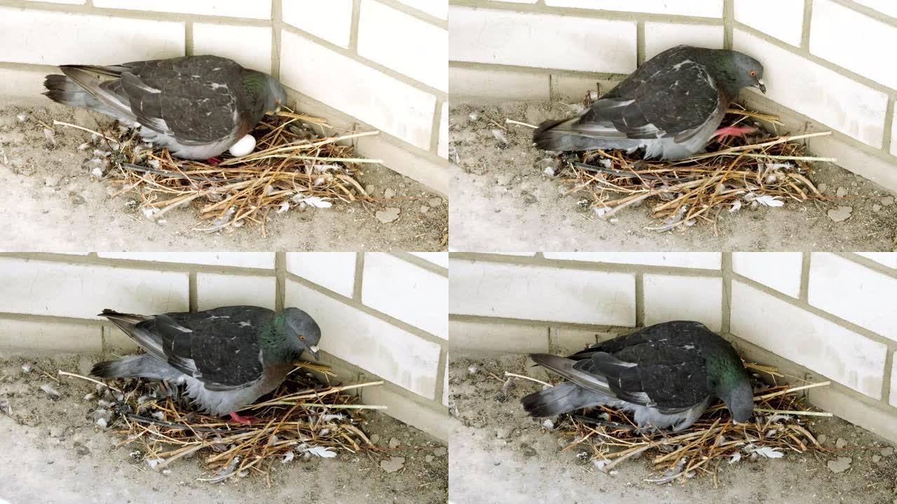 一只鸽子坐在两个鸡蛋的巢上的特写镜头。4K