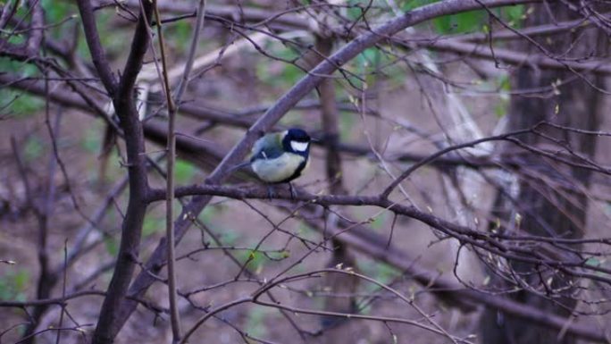 忙碌的煤山雀，树上的小歌鸟，春天。蓝山雀坐在树枝上飞走了。