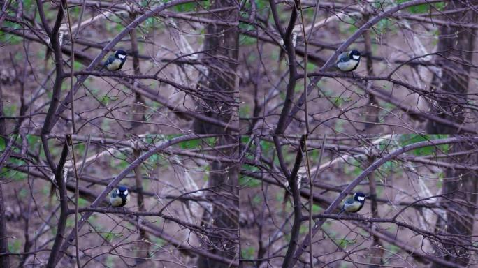 忙碌的煤山雀，树上的小歌鸟，春天。蓝山雀坐在树枝上飞走了。