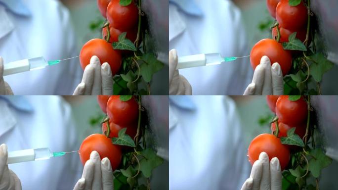研究人员给蔬菜注射生长激素，进行实验室实验