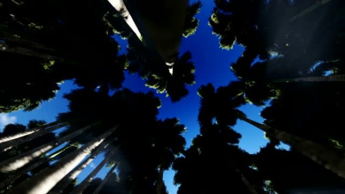 透过一圈棕榈树向上看，旅行相机