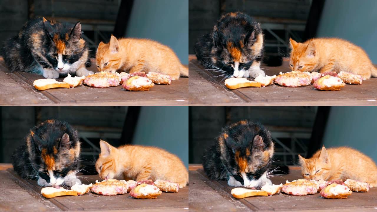 无家可归的三色哺乳猫在街上与小猫一起吃肉