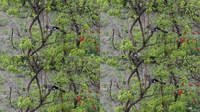 杰伊·伯德 (Jay bird) 在城市公园的树枝上吃核桃豆。欧亚乌鸦科森林鸟。(Garrulus 