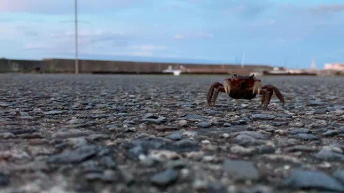一只螃蟹在水泥地上行走的特写镜头