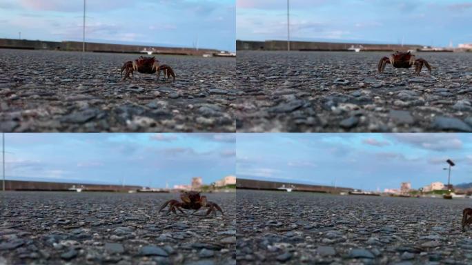 一只螃蟹在水泥地上行走的特写镜头