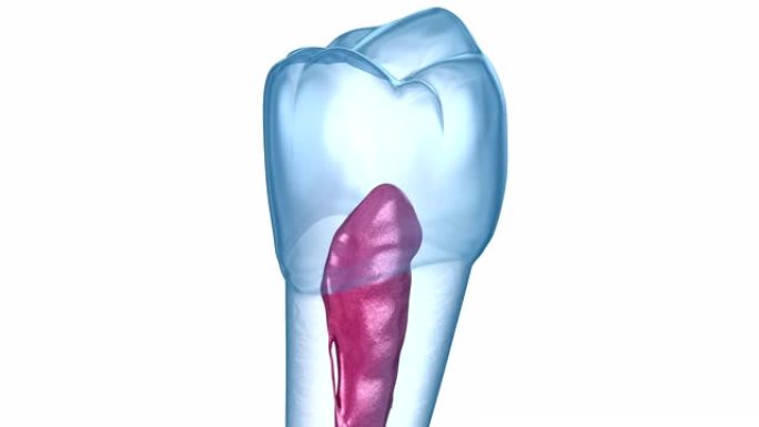 牙根解剖-下颌第二前磨牙。医学上精确的牙科3D动画