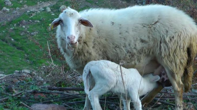 母羊和小羊