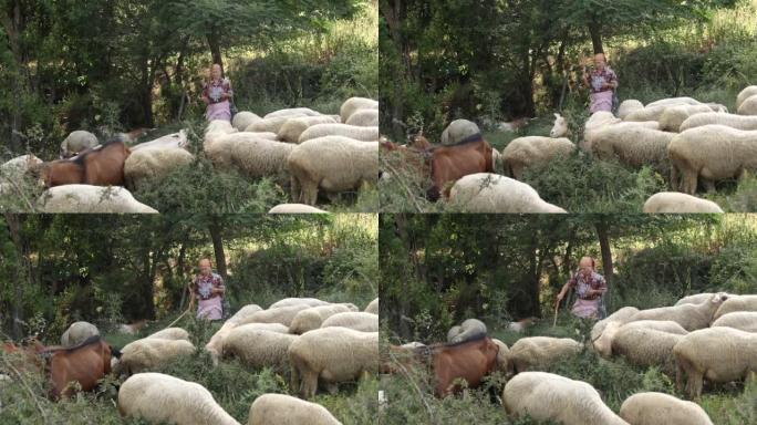晴天在山区草地上的高级女牧羊人和绵羊和山羊群