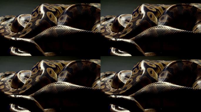 深色纹理上的皇家蟒蛇视频