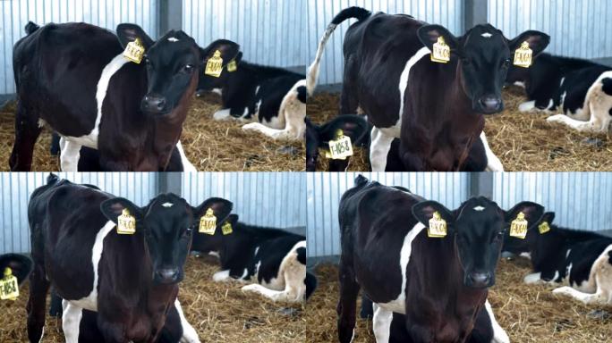 小牛，小摊上的小牛。乡下的牛棚。牛屋里有很多奶牛。小牛们的情绪。农业