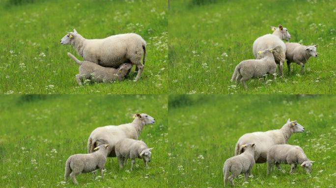 挪威。家养母羊用母乳喂养羔羊。羔羊吮吸羊的母奶。绵羊和羔羊在挪威丘陵牧场觅食。春天绿色的草地。养羊