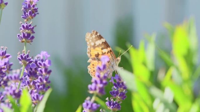 橙色蝴蝶(凡妮莎·卡杜)和蜜蜂在薰衣草花上。有昆虫的紫色芳香花。夏天的天气，色彩鲜艳。生态园林的概念