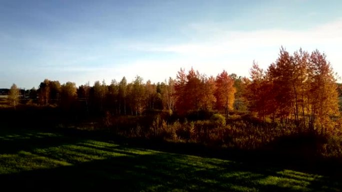 桦树在傍晚的阳光下在田野上留下长长的阴影
