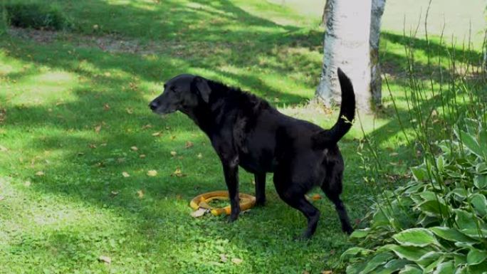 纯种黑色拉布拉多猎犬蹲在草丛中撒尿