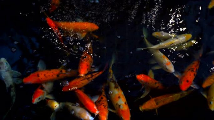 锦鲤鱼或阿穆尔鲤鱼在池塘里慢动作游泳。更具体地说，它是nishikigoi和有色鲤鱼品种