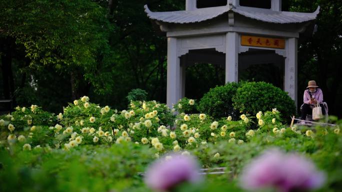 牡丹花 牡丹特写 春天 争奇斗艳 牡丹园