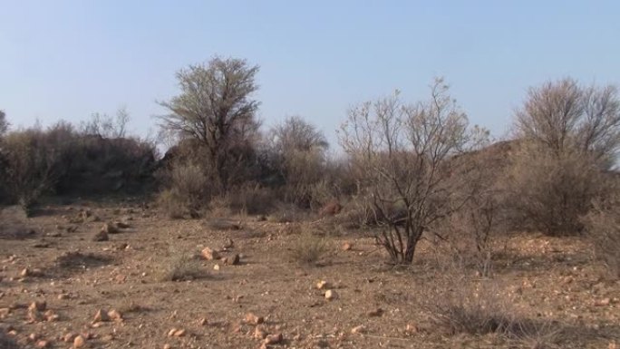 纳米比亚干卡拉哈里的土豚或食蚁者散步，放大