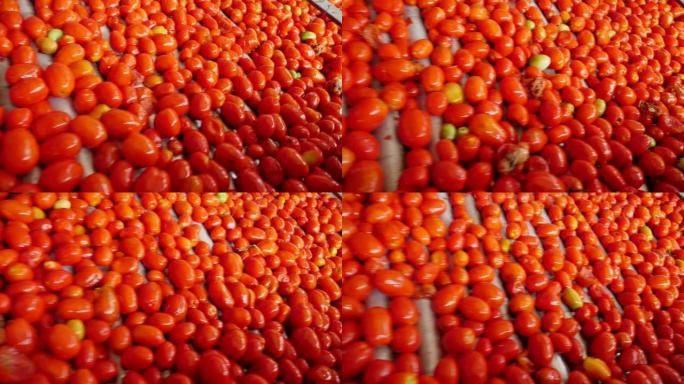 许多新鲜的西红柿在番茄加工厂的传送带上快速骑行
