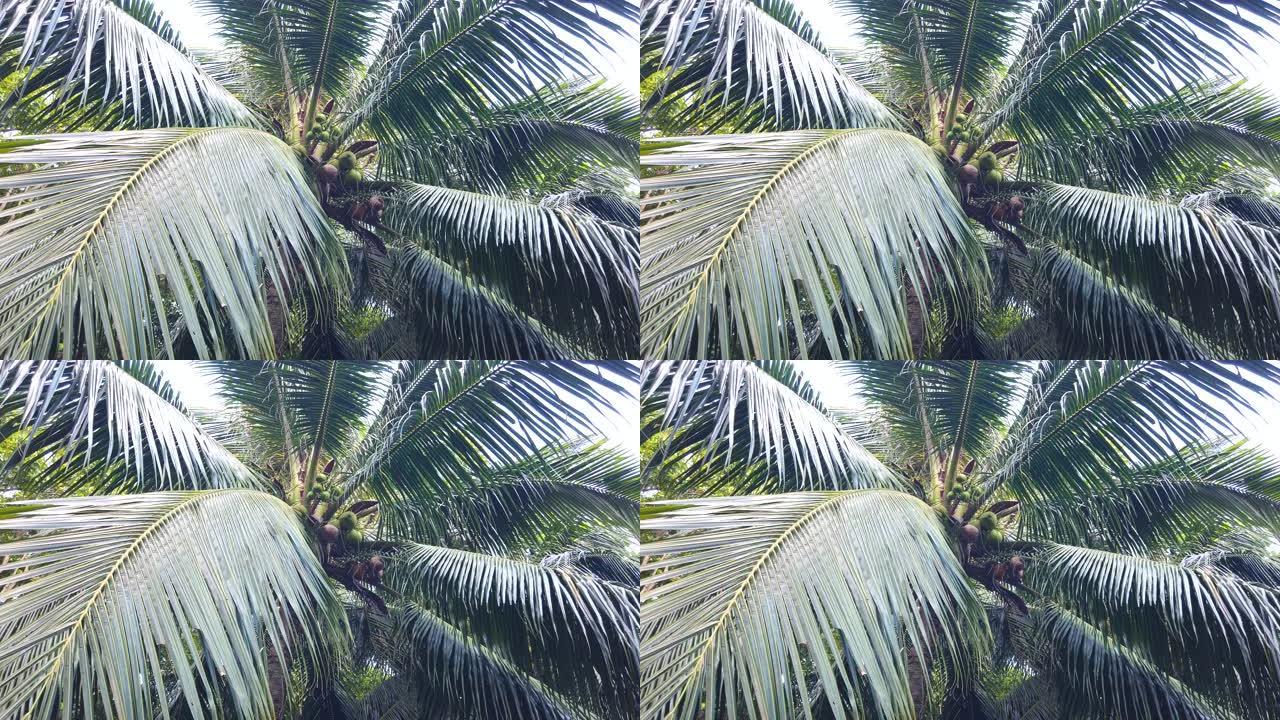 越南康岛树上的一堆绿色椰子