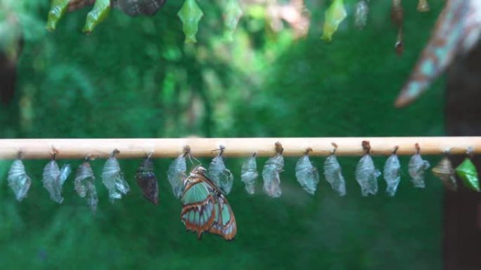 外来的成年蝴蝶Siproeta stelenes守护着它们的蛹
