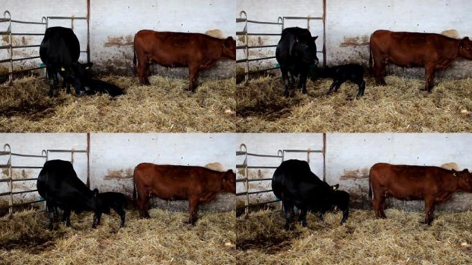 母牛舔着试图站起来的新生小牛