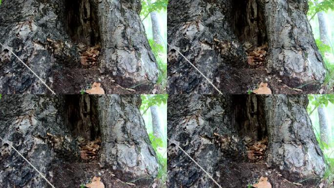 西伯利亚花栗鼠 (Eutamias sibiricus) -兴安自然保护区，俄罗斯