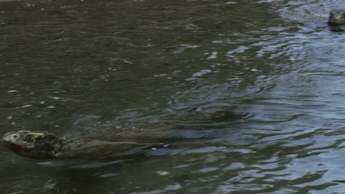 科莫多国家公园的科莫多巨蜥，印度尼西亚科莫多