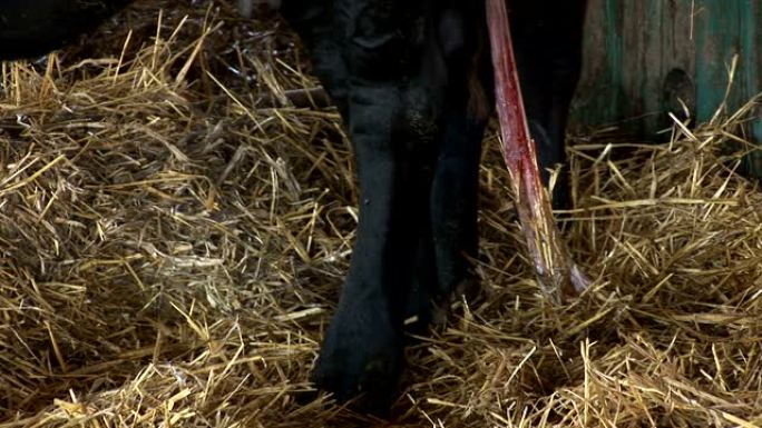 产犊和脐带在幼崽上的母牛
