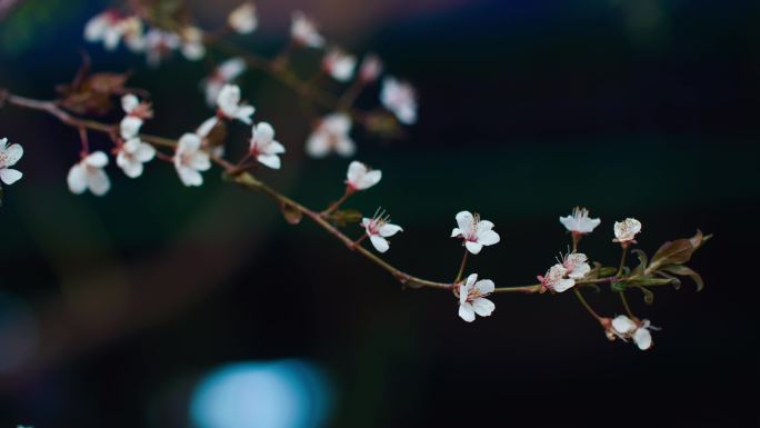 国风一枝意境桃花盛开