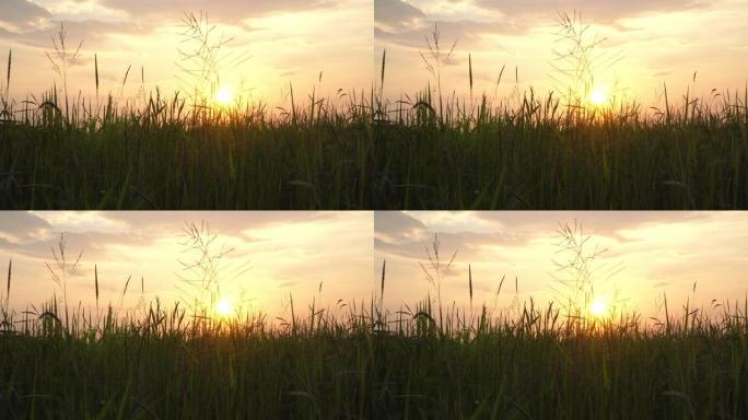 阳光普照在开始播种的稻田里