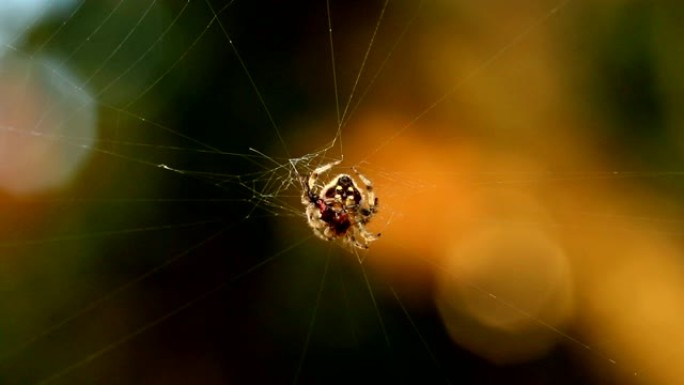 早晨的蜘蛛攀爬和旋转网