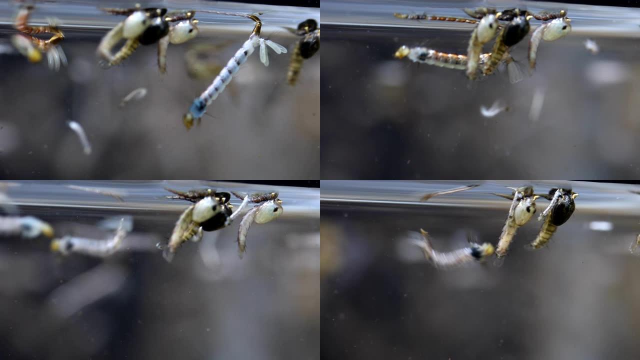 蚊子幼虫以双翅目为目的，按蚊。(蚊子幼虫) 在水中进行教育。