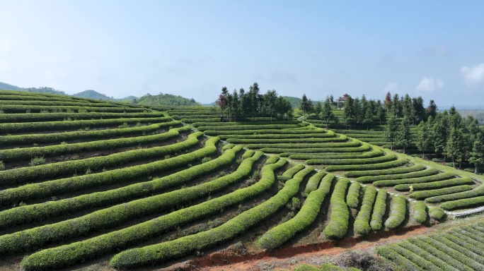 茶山茶园航拍