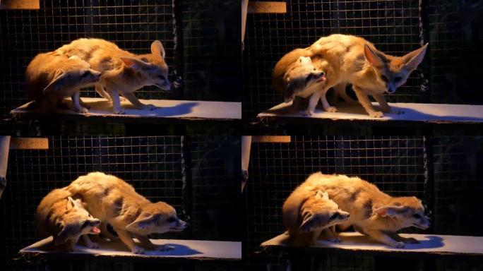 芬尼库斯·泽达世界上最小的狐狸