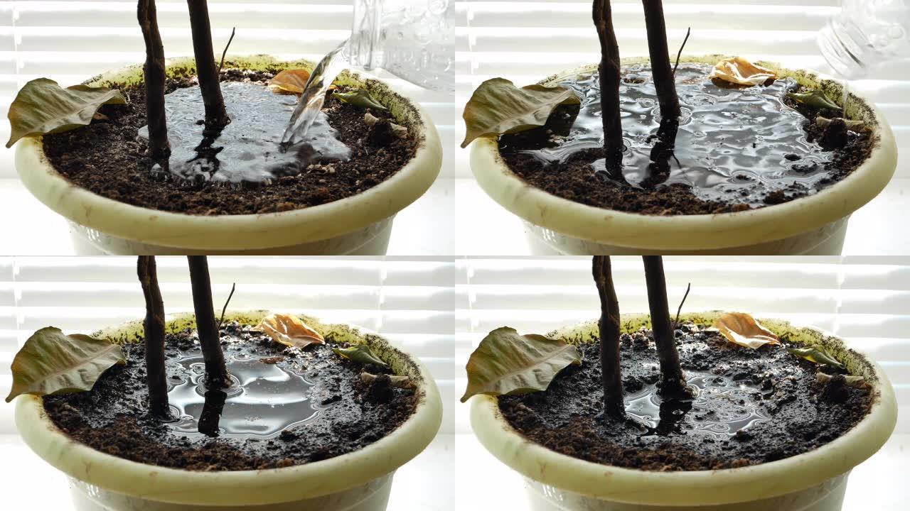 将水倒入花盆干燥的土壤中。地球吸收水分非常快。从植物上掉下来的干叶。4k特写录像