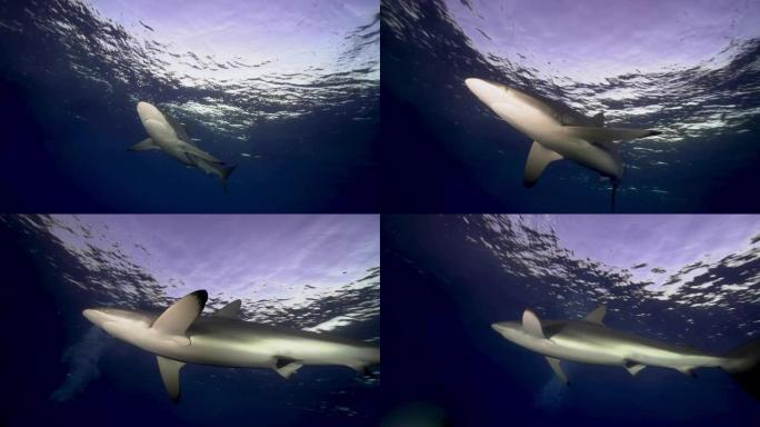黑鳍鲨漂浮在水中