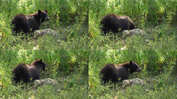 黑熊在黄石公园吃腐肉